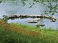 IMG_7474.JPG