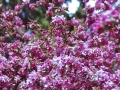 SUMMER 2008 046.JPG